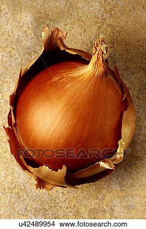Onion View Large Photo Image Picture - Onion. Fotosearch