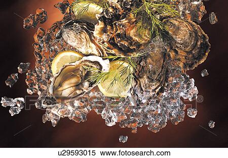 Oysters View Large Photo Image Stock Photography - Oysters. Fotosearch