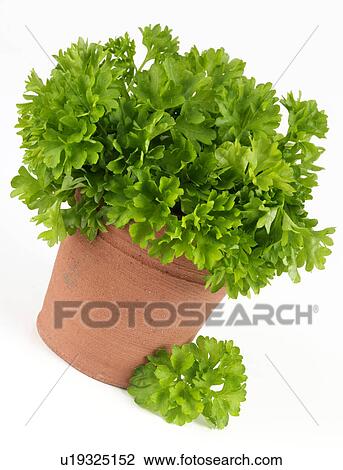 Stock Image - Parsley. Fotosearch