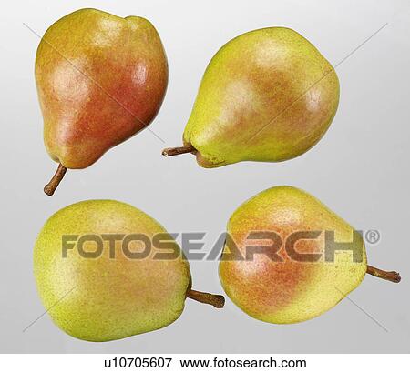 Stock Photo - Pears - Non Exclusive. Fotosearch
