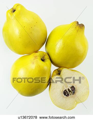 Stock Photo - Quince. Fotosearch