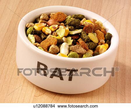 Picture - Rat Food - Non Exclusive. Fotosearch
