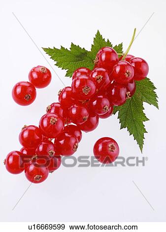 Stock Photo - Redcurrants. Fotosearch