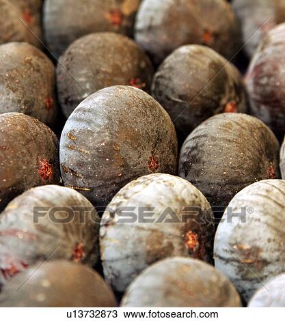 Ripe fresh figs View Large Photo Image Stock Image - Ripe fresh figs. Fotosearch
