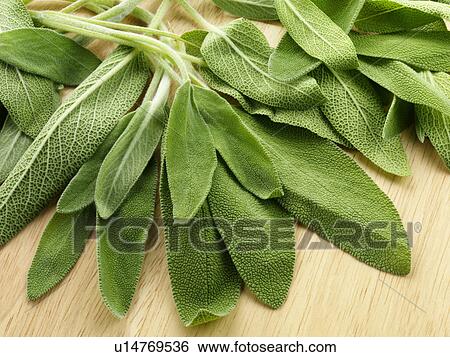 Sage View Large Photo Image Stock Photograph - Sage. Fotosearch