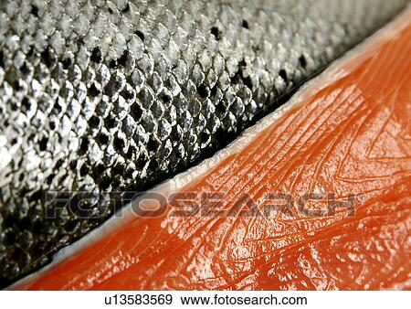 Salmon fillets View Large Photo Image Stock Photo - Salmon fillets. Fotosearch