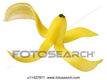 Single Banana on White - Non Exclusive View Large Photo Image Stock Image - Single Banana on White - Non Exclusive. Fotosearch