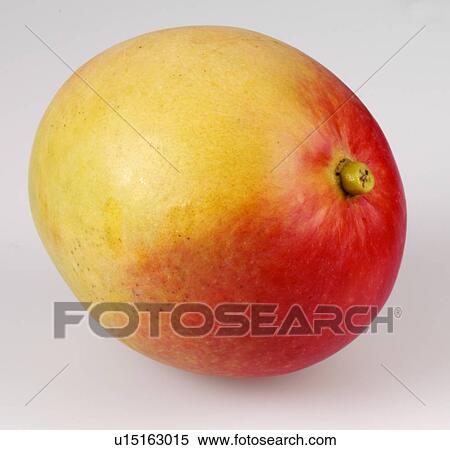 Single Mango - Non Exclusive View Large Photo Image Stock Photography - Single Mango - Non Exclusive. Fotosearch