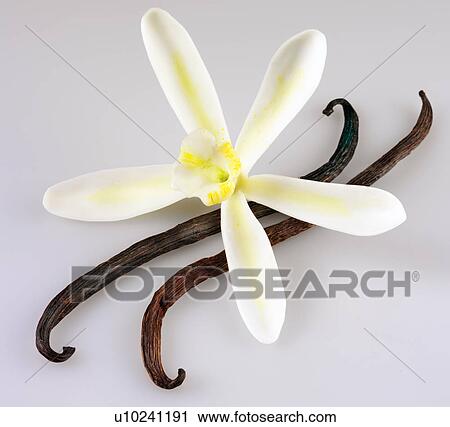 Stock Image - Single Vanilla Flower With Pods on White - Non Exclusive. Fotosearch
