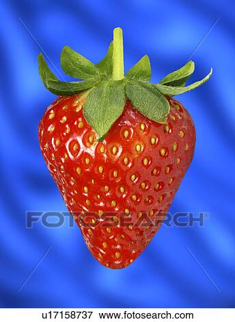 Stock Photo - Strawberry on blue. Fotosearch