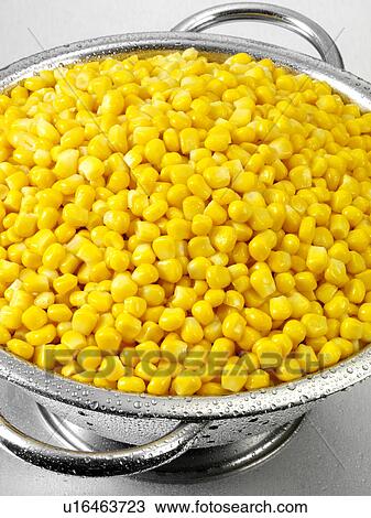 Sweetcorn In Colander View Large Photo Image Stock Image - Sweetcorn In Colander. Fotosearch