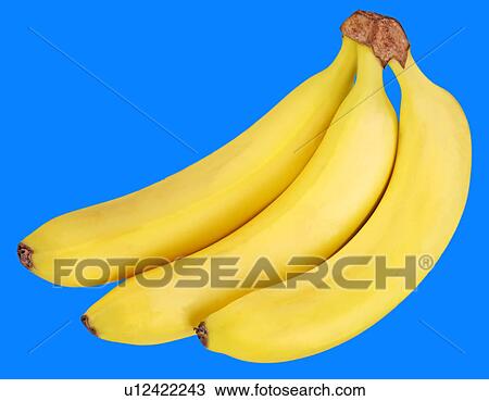 Three Bananas on Blue - Non Exclusive View Large Photo Image Stock Image - Three Bananas on Blue - Non Exclusive. Fotosearch