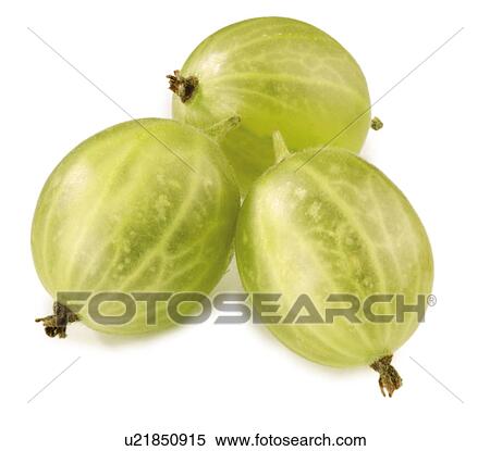 Stock Photography - Three Gooseberries - Non Exclusive. Fotosearch