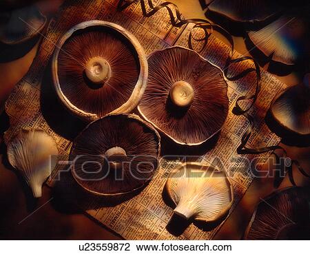 Three mushrooms View Large Photo Image Stock Image - Three mushrooms. Fotosearch