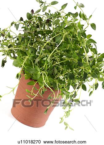 Thyme View Large Photo Image Stock Image - Thyme. Fotosearch