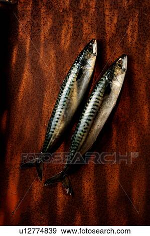 Stock Photo - Two mackerel fish. Fotosearch