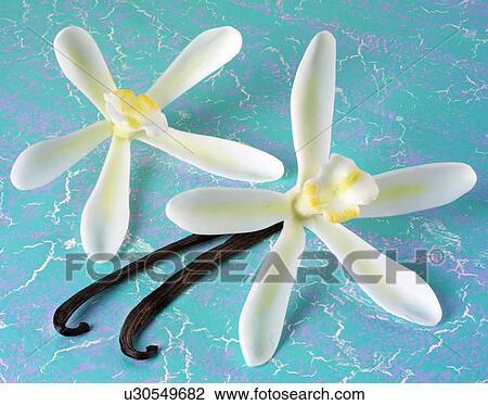 Stock Image - Two Vanilla Flowers And Pods on Blue - Non Exclusive. Fotosearch