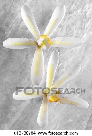 Picture - Two Vanilla Flowers - Non Exclusive. Fotosearch