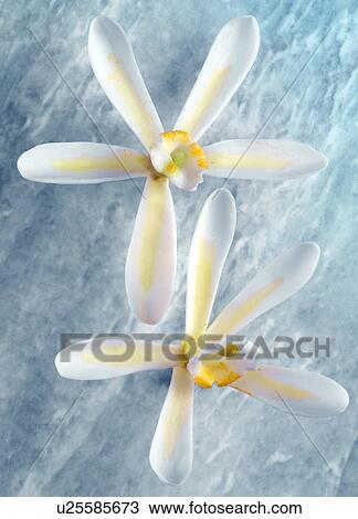 Stock Image - Two Vanilla Flowers - Non Exclusive. Fotosearch