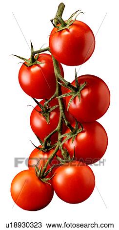 Stock Image - Vine Tomatoes - Non Exclusive. Fotosearch