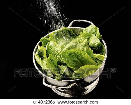 Stock Photography - Washing lettuce. Fotosearch