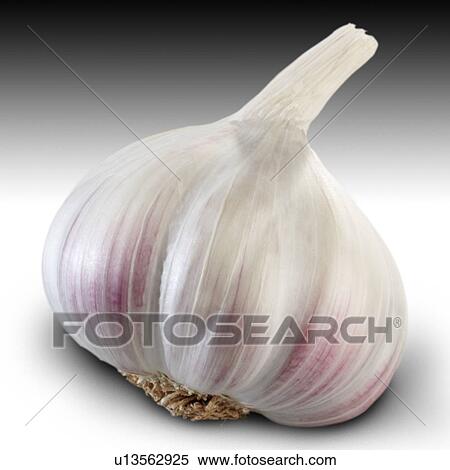 White garlic View Large Photo Image Stock Photography - White garlic. Fotosearch