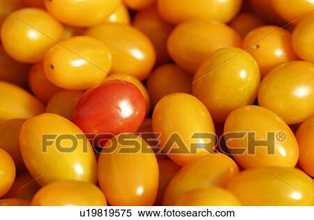 yellow mini plum tomatoes View Large Photo Image Stock Photography - yellow mini plum tomatoes. Fotosearch