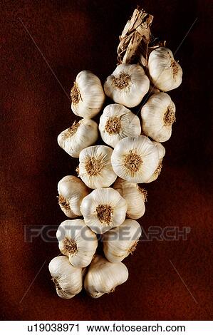 Stock Image - A string of garlic. Fotosearch