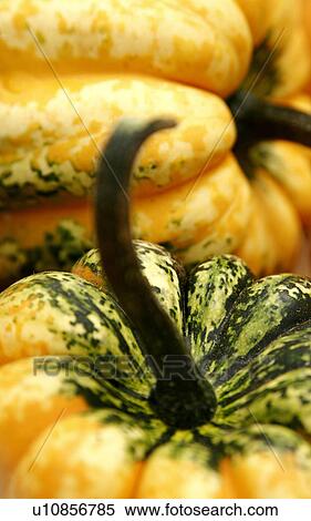 Stock Photography - Acorn Squash. Fotosearch