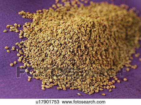 Ajwain Seeds- Non Exclusive View Large Photo Image Stock Image - Ajwain Seeds- Non Exclusive. Fotosearch