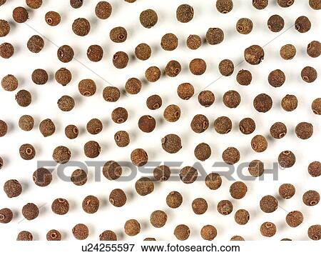 Allspice View Large Photo Image Stock Photo - Allspice. Fotosearch