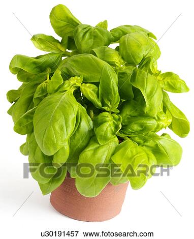 Basil View Large Photo Image Stock Photo - Basil. Fotosearch