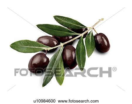 Black olives on branch View Large Photo Image Stock Image - Black olives on branch. Fotosearch
