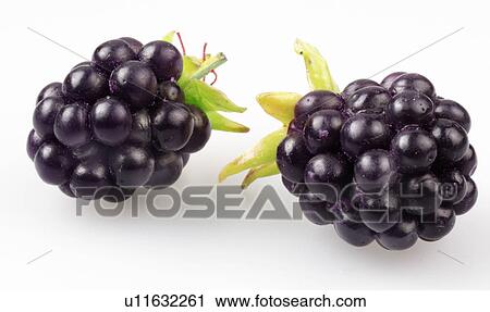 Blackberries - Non Exclusive View Large Photo Image Stock Image - Blackberries - Non Exclusive. Fotosearch