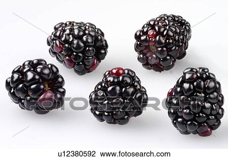 Blackberries - Non Exclusive View Large Photo Image Stock Image - Blackberries - Non Exclusive. Fotosearch