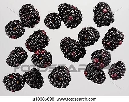 Stock Photo - Blackberries - Non Exclusive. Fotosearch