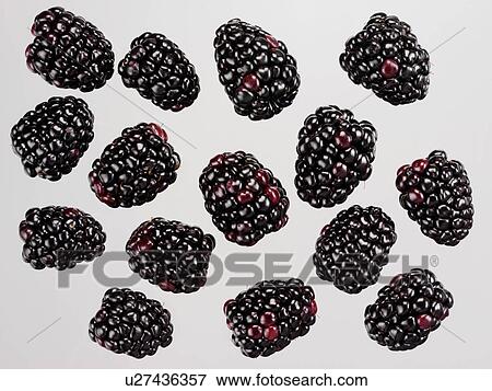 Stock Photo - Blackberries - Non Exclusive. Fotosearch