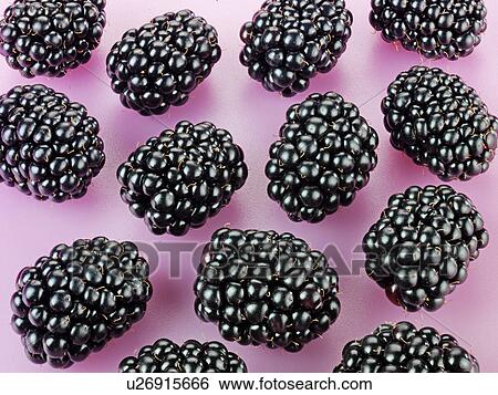 Stock Photograph - Blackberries - Non Exclusive. Fotosearch