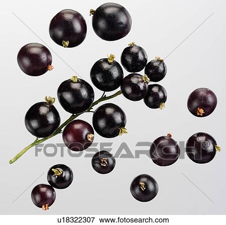 Stock Photo - Blackcurrants - Non Exclusive. Fotosearch