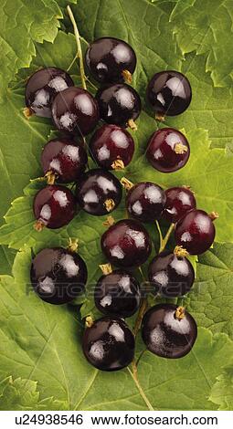 Stock Photograph - Blackcurrants On Leaf - Non Exclusive. Fotosearch