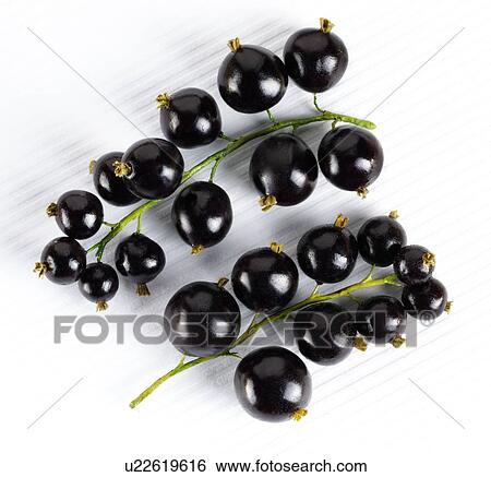 Blackcurrants View Large Photo Image Stock Photograph - Blackcurrants. Fotosearch