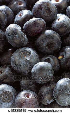 Blueberries View Large Photo Image Stock Photo - Blueberries. Fotosearch