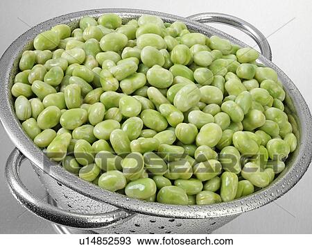 Broad Beans In Colander View Large Photo Image Stock Image - Broad Beans In Colander. Fotosearch