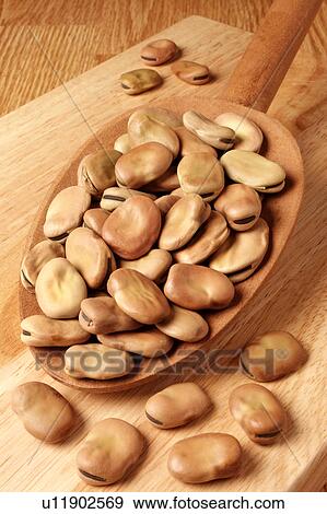 Broad Beans View Large Photo Image Stock Photo - Broad Beans. Fotosearch