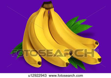 Bunch of bananas on purple View Large Photo Image Stock Image - Bunch of bananas on purple. Fotosearch