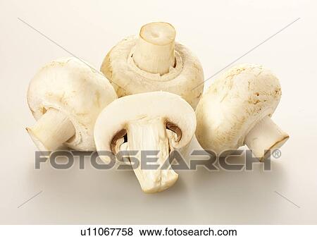 Closed Cup Mushrooms - Non Exclusive View Large Photo Image Stock Photo - Closed Cup Mushrooms - Non Exclusive. Fotosearch
