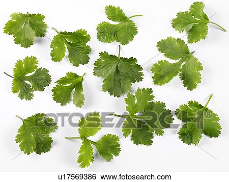 Coriander / Cilantro - Non Exclusive View Large Photo Image Stock Photograph - Coriander / Cilantro - Non Exclusive. Fotosearch