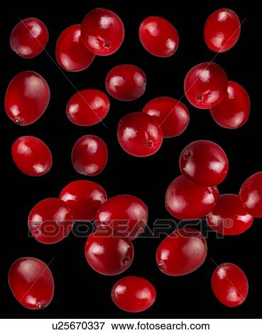 Stock Photo - Cranberries on black. Fotosearch