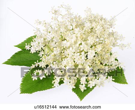 Elderflower - Non ExclusiveWith Leaves on White View Large Photo Image Picture - Elderflower - Non ExclusiveWith Leaves on White. Fotosearch