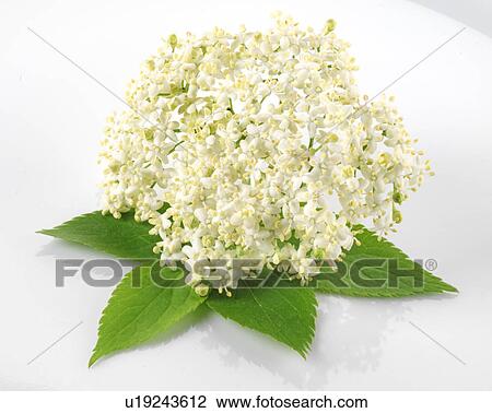 Elderflower With Leaves - Non Exclusive View Large Photo Image Stock Image - Elderflower With Leaves - Non Exclusive. Fotosearch